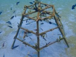 coral frame